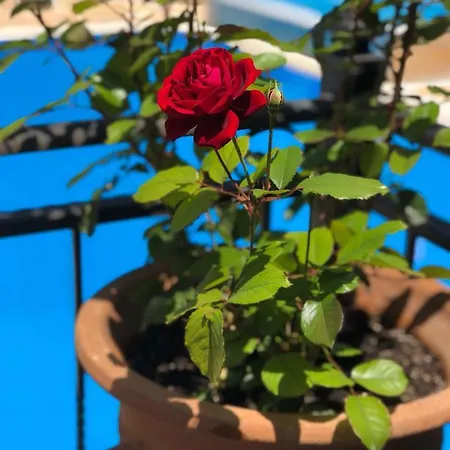 Arianna Apartment Paleokastritsa